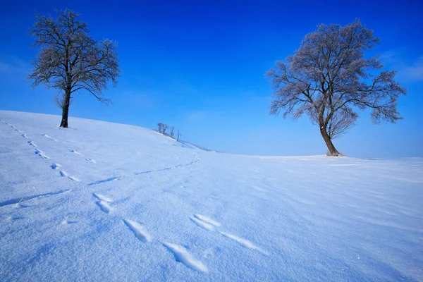 Deux arbres solitaires dans un paysage enneigé — Photo