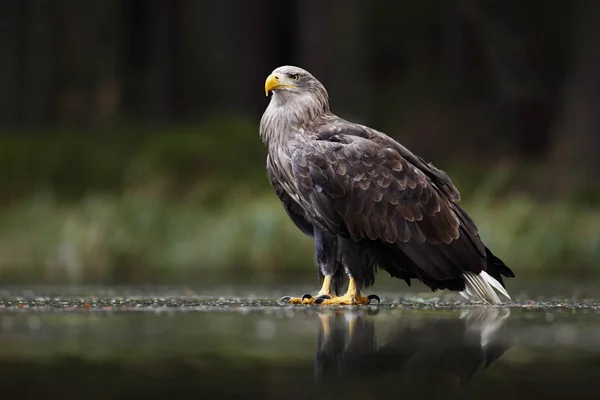 White-tailed Eagle in snowy meadow — Stock Photo, Image