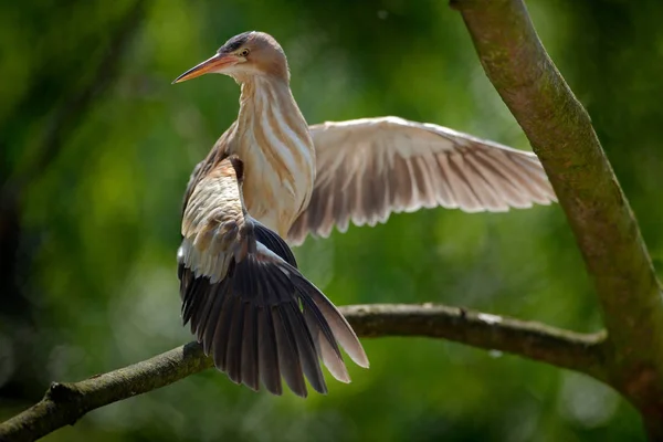 Flügel strecken sich auf Ast — Stockfoto