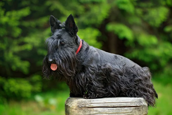 Perro terrier escocés — Foto de Stock