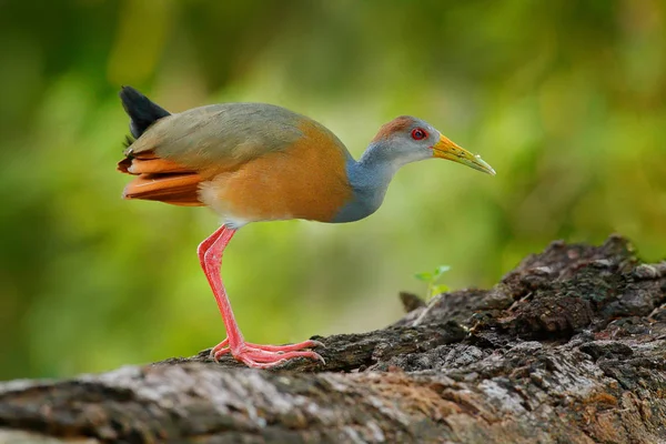 Grijs-necked hout-spoor — Stockfoto