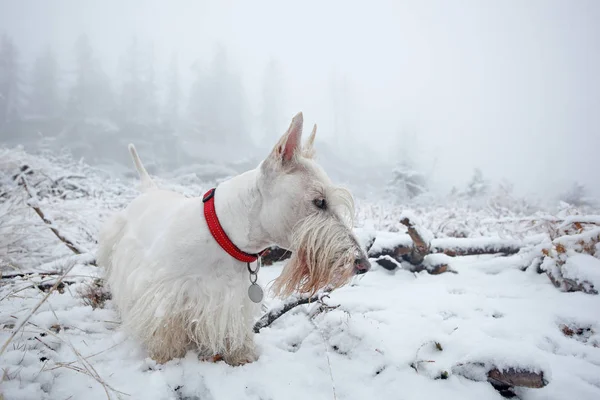 Branco wheaten escocês terrier — Fotografia de Stock