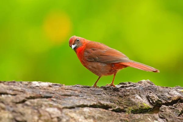 Ant-Tanager rdzawogardły — Zdjęcie stockowe