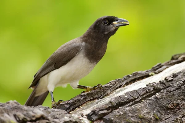 Jay marrone nell'habitat degli alberi — Foto Stock