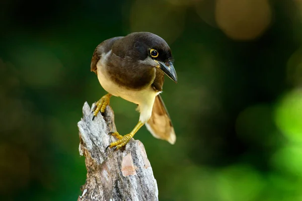 Jay marrone nell'habitat degli alberi — Foto Stock