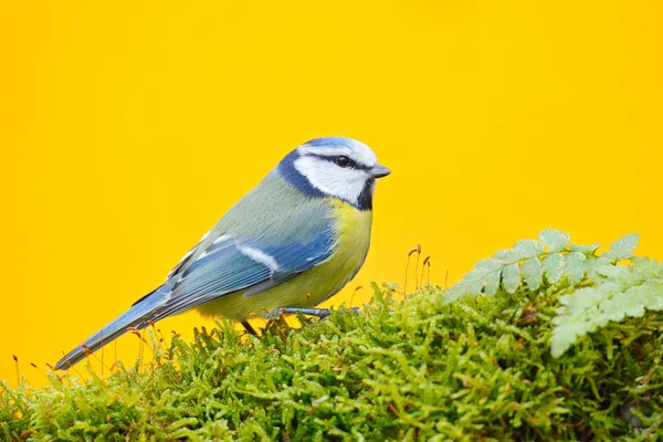 Songbird sonbahar sahne — Stok fotoğraf