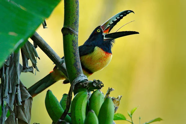 Toucan sentado no ramo — Fotografia de Stock