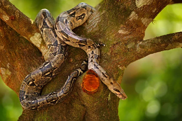 树干上的蛇 — 图库照片