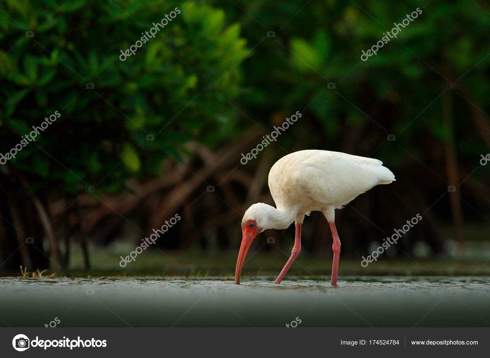 Oiseau Blanc Avec Un Bec Rouge Dans Leau Photographie