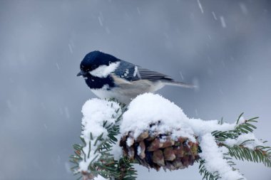 Songbird karlı dalı 