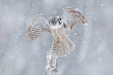 Dalda oturan Şahin baykuş 