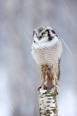 Dalda oturan Şahin baykuş 