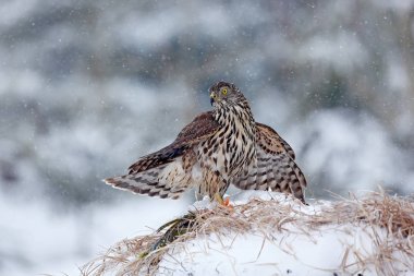 Sonbahar orman kuş. Çakır kuşu