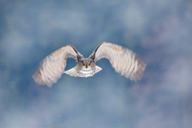 uçan Avrasya kartal baykuş 