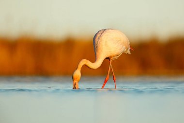 Büyük büyük Flamingo