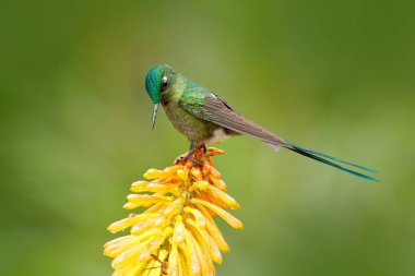 magnificent sacred green bird clipart