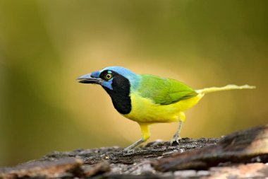 Green Jay sitting on branch clipart