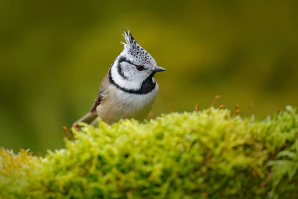 Crested Tit sitting on branch