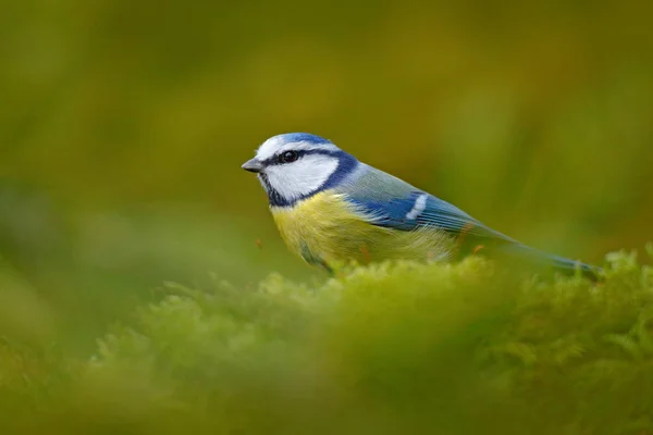 Pájaro cantor en otoño escena — Foto de Stock