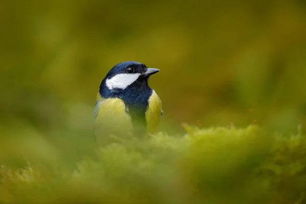 枝の上に座ってシジュウカラ — ストック写真