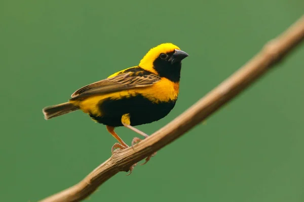 Gelb-schwarzer Vogel aus Uganda — Stockfoto