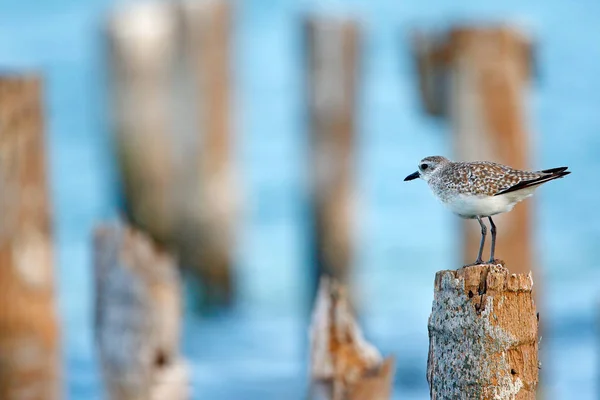 Bird on tree trunk. Sandpiper — Stock Photo, Image