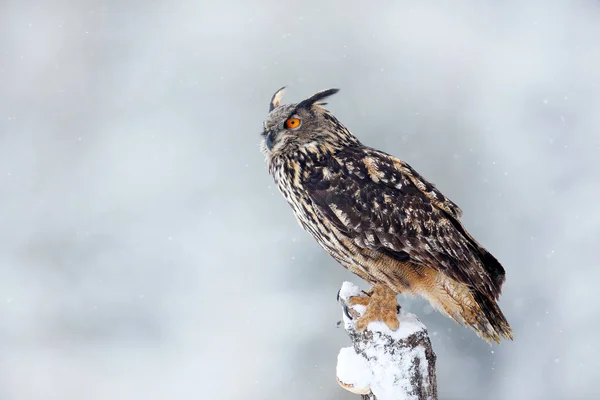 Snow storm with owl — Stock Photo, Image