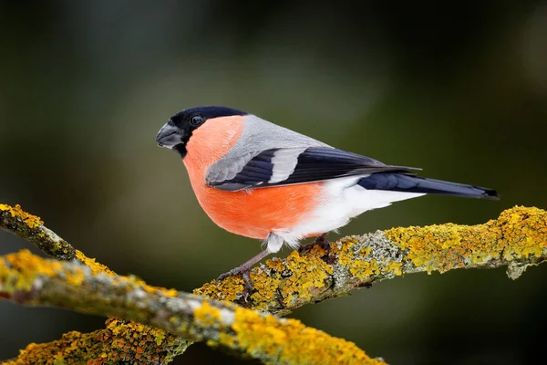 Uccello canterino nella foresta verde — Foto Stock