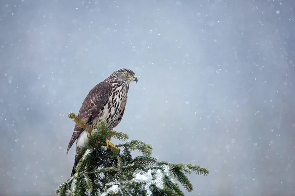 Uccello nella foresta autunnale. Goshawk — Foto Stock