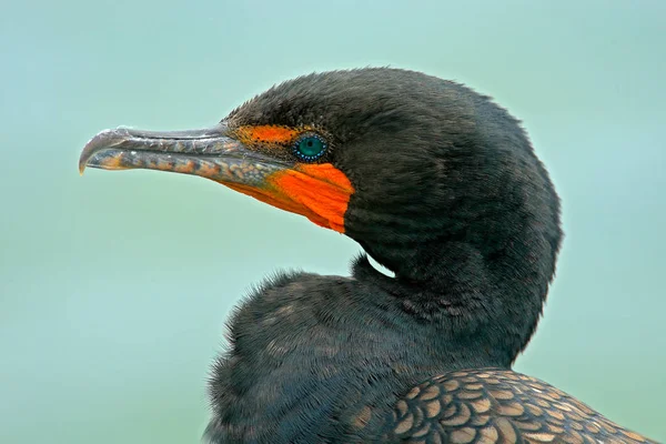 Yksityiskohta Bill muotokuva lintu — kuvapankkivalokuva