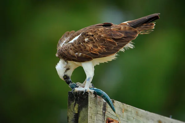 Osprey krmení chytat ryby — Stock fotografie