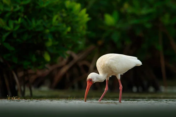 Pássaro branco com bico vermelho na água — Fotografia de Stock