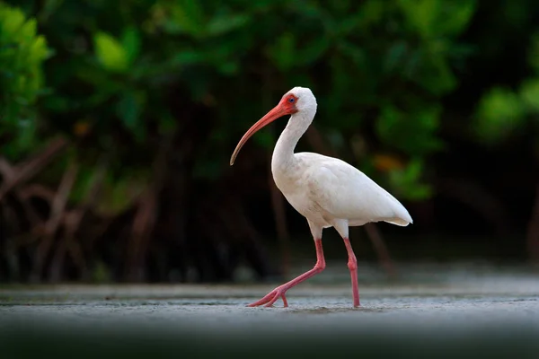 Белая птица с красным счетом в воде — стоковое фото