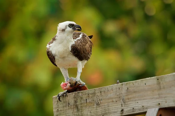 Pájaro de presa Osprey — Foto de Stock