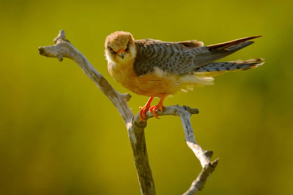 Red-footed Falcon sitting on branch — Stock Photo, Image