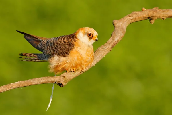 Röd-footed Falcon sitter på gren — Stockfoto