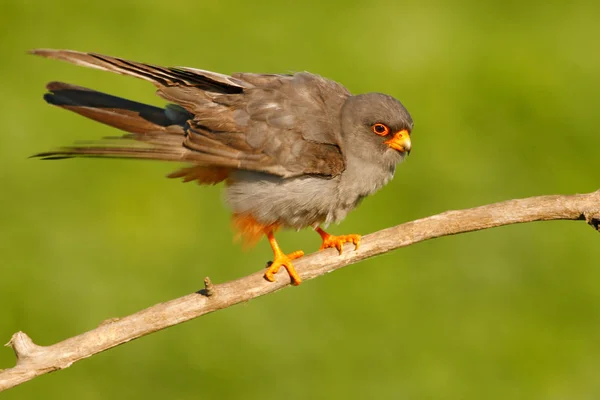 Röd-footed Falcon sitter på gren — Stockfoto