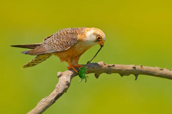 Falcon de patas rojas sentado en la rama —  Fotos de Stock