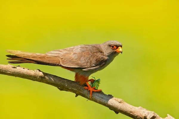 Red-footed Falcon sitting on branch — Stock Photo, Image