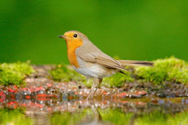 European Robin sitting in water