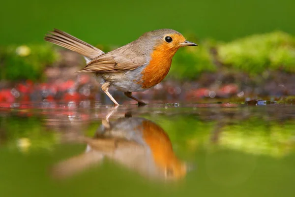 European Robin sitting in water — Stock Photo, Image