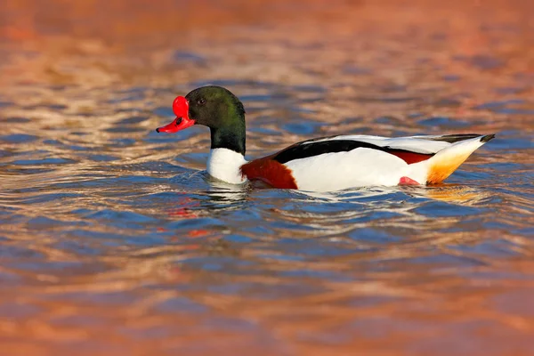 Gewöhnliche Ente im Wasser — Stockfoto