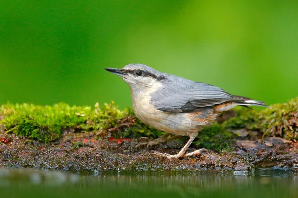 Blue-grey songbird sitting near water