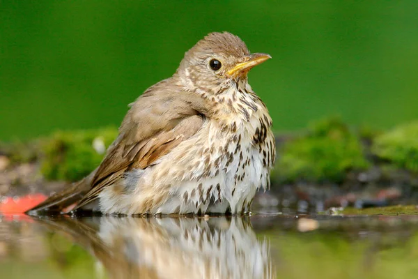 Turdus philomelos sentado na água — Fotografia de Stock