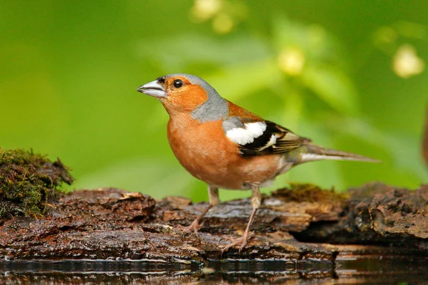 Songbird sitter på trädgren — Stockfoto