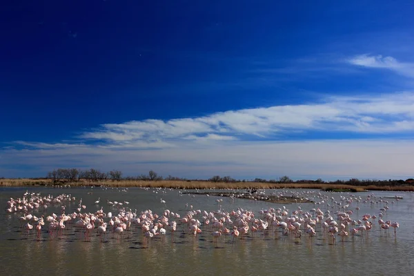 Flock of Greater Flamingos