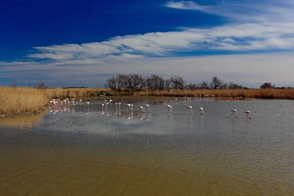 Flock of Greater Flamingos