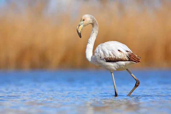 Jovem flamingo maior — Fotografia de Stock