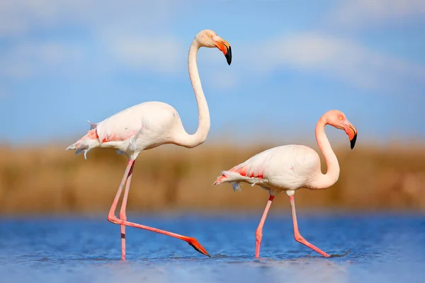 Gli uccelli amano in acqua blu — Foto Stock