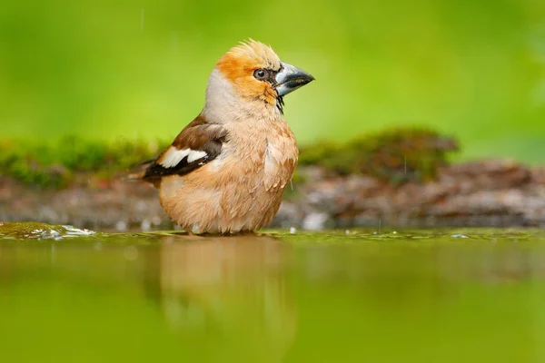 Brązowy ptak śpiewający siedzi w wodzie — Zdjęcie stockowe